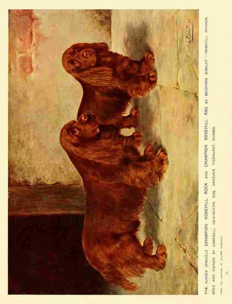 Dog 1911 Lilian Cheviot Spaniels A4 Photo Print