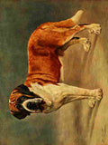 Dog 1911 Lilian Cheviot St Bernard A4 Photo Print
