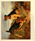 Dog 1911 Lilian Cheviot Welsh Terriers A4 Photo Print