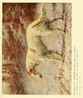 Dog 1911 Maud Earl Borzoi A4 Photo Print