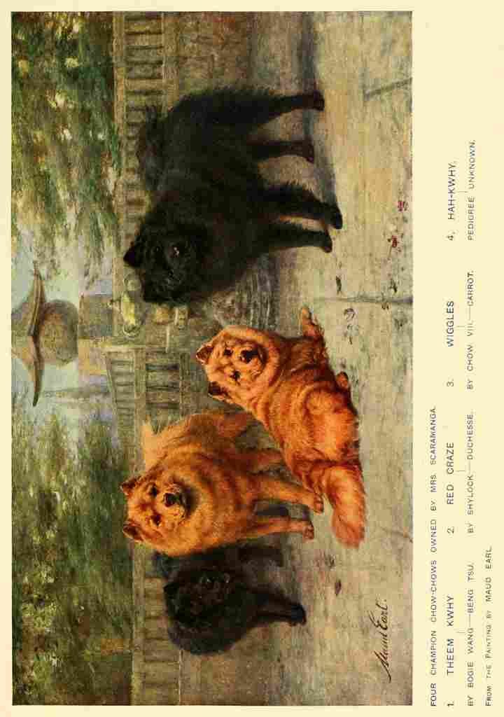 Dog 1911 Maud Earl Chow chows A4 Photo Print