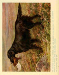 Dog 1911 Maud Earl Flat coated Retriever A4 Photo Print