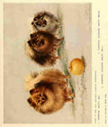 Dog 1911 Maud Earl Pomeranians A4 Photo Print