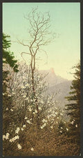 Dogwood blossoms Vintage A4 Photo Print