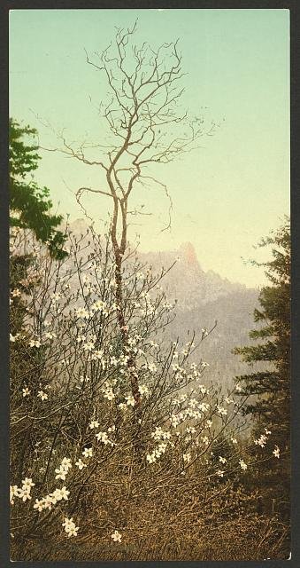 Dogwood blossoms Vintage A4 Photo Print
