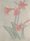 Donaldson Alice Willits 1885 1961 Keramic Studio 1899 1920 Amaryllis A4 Photo Print