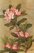 Donaldson Alice Willits 1885 1961 Keramic Studio 1899 1920 Rhododendron A4 Photo Print