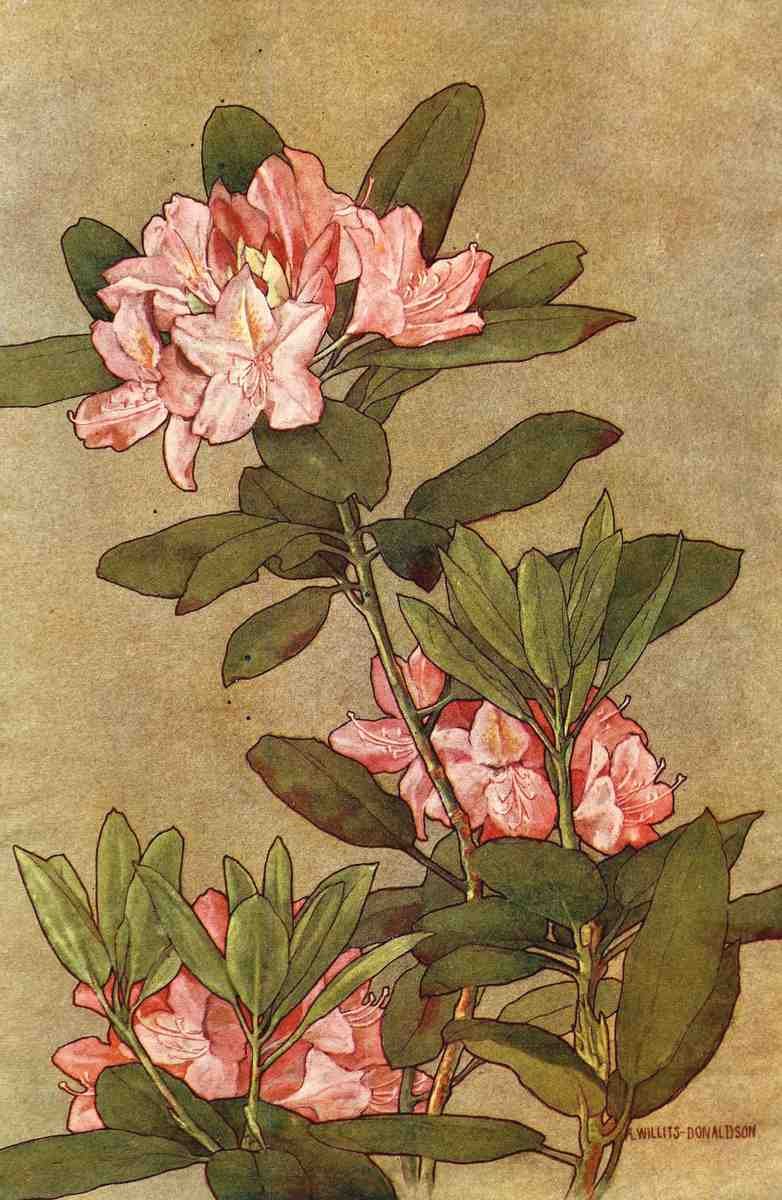 Donaldson Alice Willits 1885 1961 Keramic Studio 1899 1920 Rhododendron A4 Photo Print