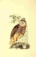 Donovan British Birds 1794 Little Owl A4 Photo Print