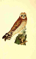 Donovan British Birds 1794 Short eared Owl A4 Photo Print