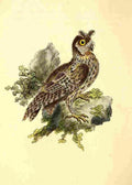 Donovan British Birds 1794 Siberian eared Owl A4 Photo Print