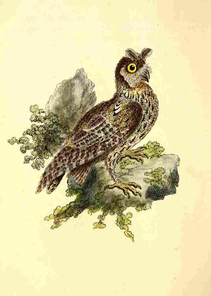 Donovan British Birds 1794 Siberian eared Owl A4 Photo Print