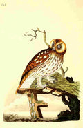 Donovan British Birds 1794 Tawny Owl A4 Photo Print