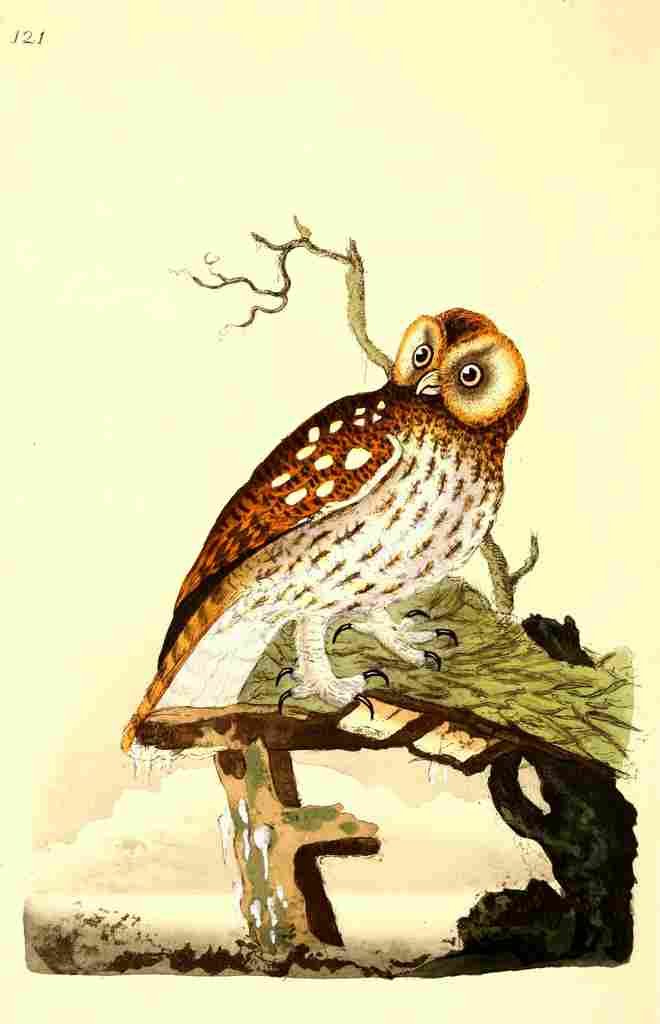 Donovan British Birds 1794 Tawny Owl A4 Photo Print