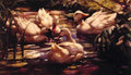 Ducks In A Forest Pond A4 Photo Print