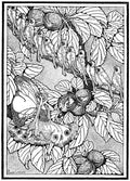 Dugald S Walker v 1 Page 013 Fairy Art Vintage Illustration A4 Photo Print