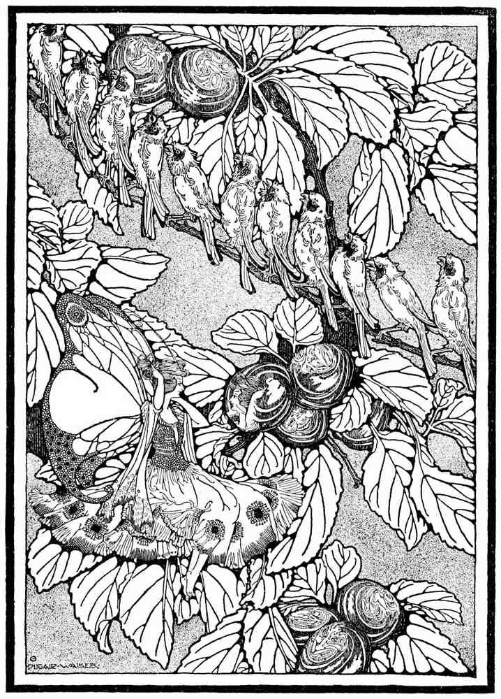 Dugald S Walker v 1 Page 013 Fairy Art Vintage Illustration A4 Photo Print