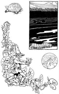 Dugald S Walker v 2 Page 032 Fairy Art Vintage Illustration A4 Photo Print
