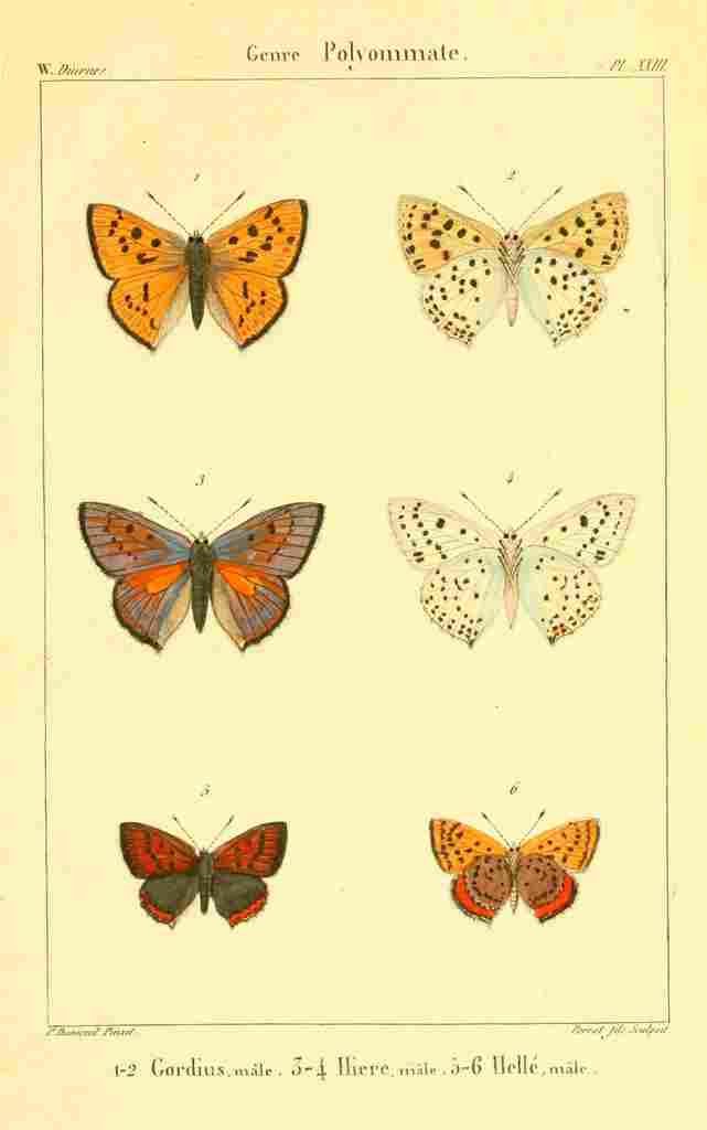 Dumenil  France 1821 Genre Polyommate 2 A4 Photo Print