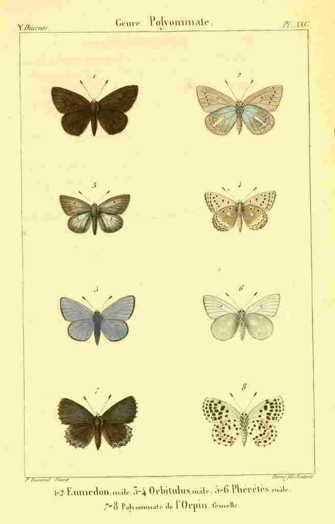 Dumenil  France 1821 Genre Polyommate 5 A4 Photo Print