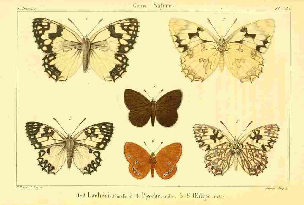 Dumenil  France 1821 Genre Satyre 7 A4 Photo Print