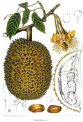 Durio Zibethinus Fruit Vintage Retro Advert Poster A4 Photo Print
