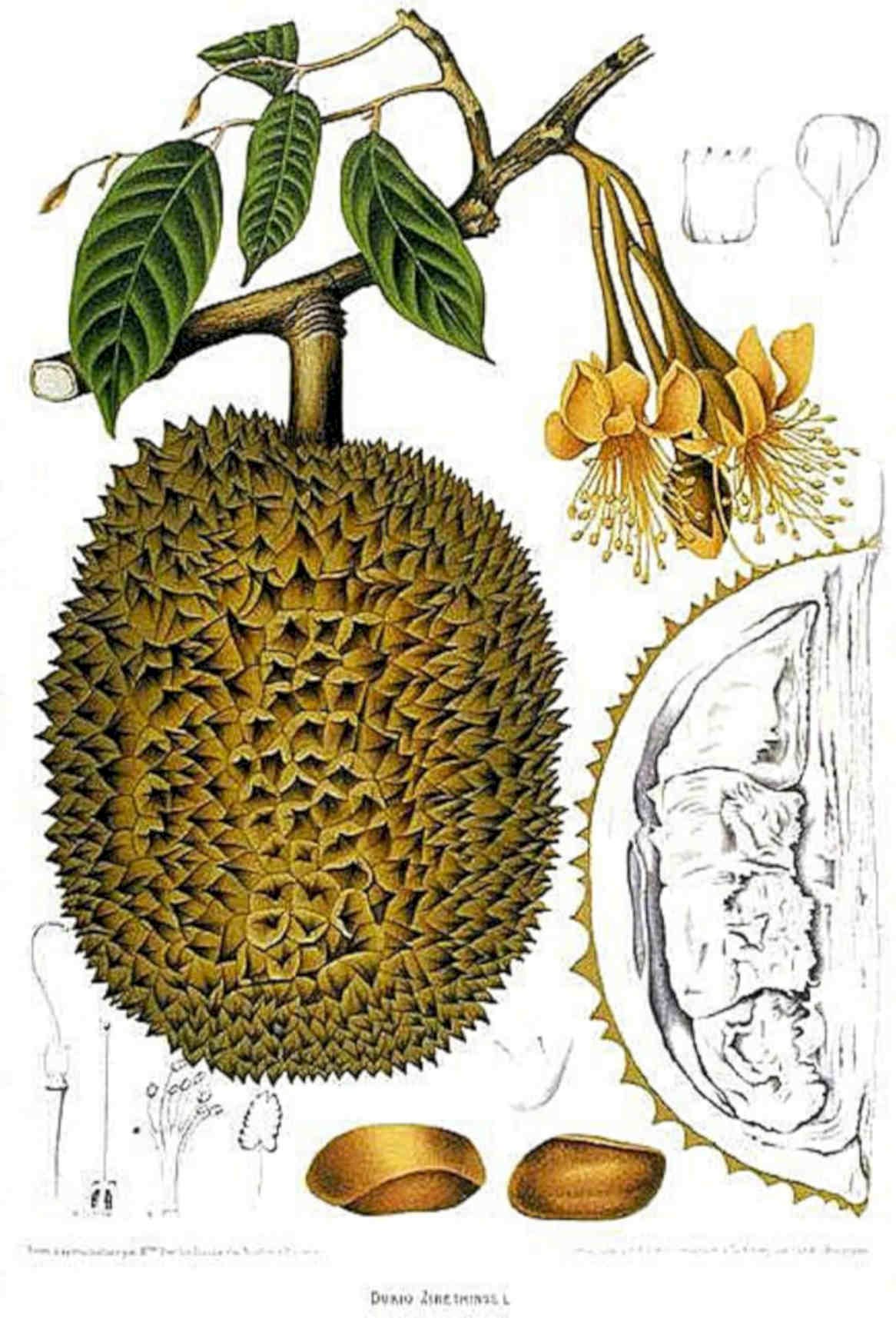 Durio Zibethinus Fruit Vintage Retro Advert Poster A4 Photo Print