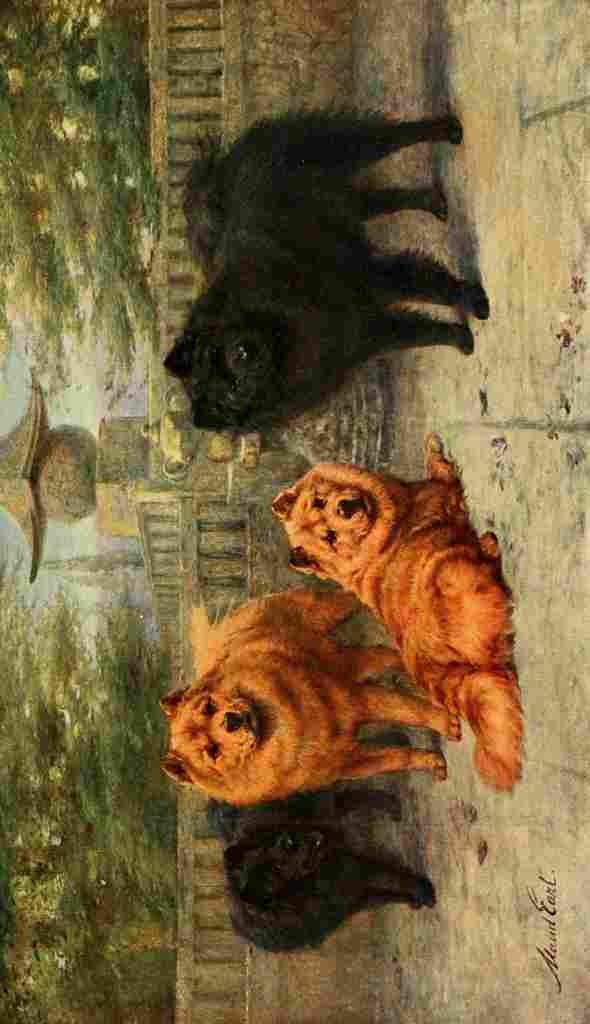 Earl Maud 1864 1943 New Book Dog 1911 Chow chows A4 Photo Print