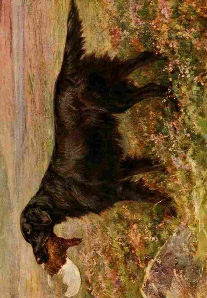 Earl Maud 1864 1943 New Book Dog 1911 Flat coated Retriever A4 Photo Print