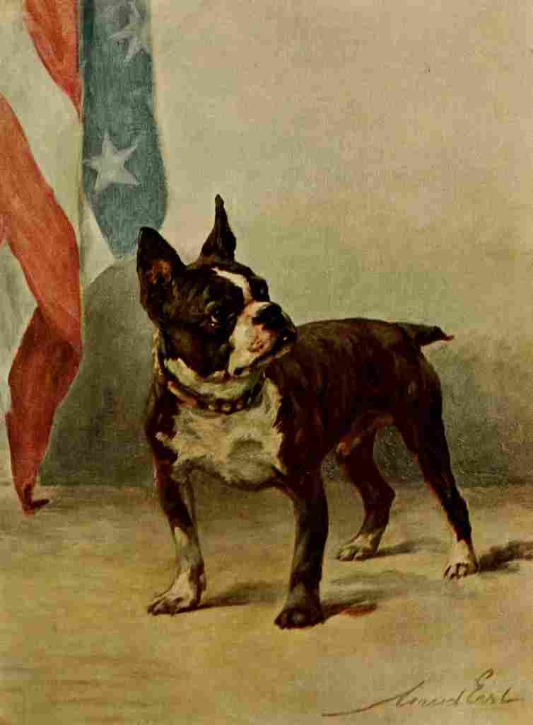 Earl Maud 1864 1943 Power Dog 1910 Boston Terrier A4 Photo Print