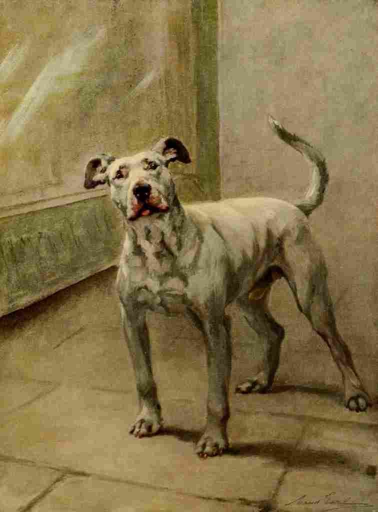Earl Maud 1864 1943 Power Dog 1910 Bull Terrier A4 Photo Print