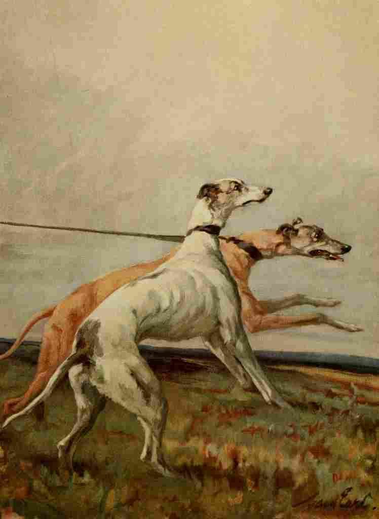 Earl Maud 1864 1943 Power Dog 1910 Greyhounds A4 Photo Print