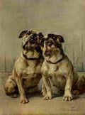 Earl Maud 1864 1943 Power Dog 1910 Miniature Bulldog A4 Photo Print
