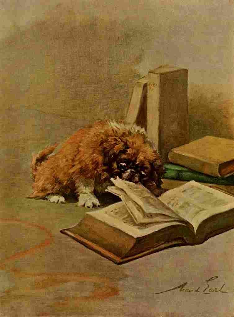 Earl Maud 1864 1943 Power Dog 1910 Pekinese Puppy A4 Photo Print