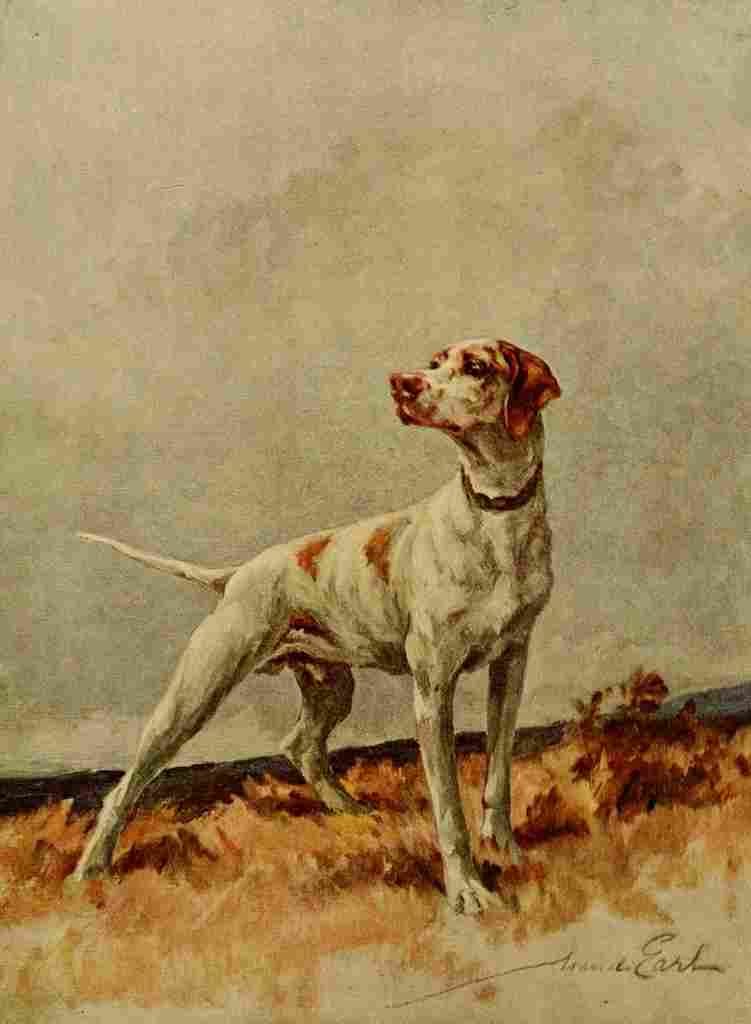 Earl Maud 1864 1943 Power Dog 1910 Pointer A4 Photo Print