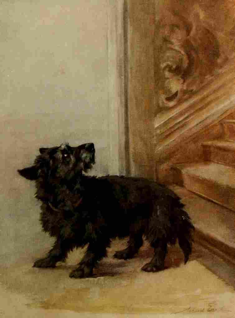 Earl Maud 1864 1943 Power Dog 1910 Scottish Terrier A4 Photo Print