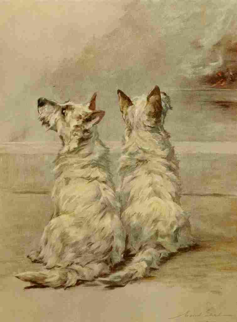 Earl Maud 1864 1943 Power Dog 1910 West Highland White Terrier A4 Photo Print