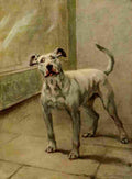 Earl Maud 1864 1943 The Power Dog 1910 Bull Terrier A4 Photo Print