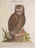 Edwards G 1694 1773 Recueil de Divers Oiseaux Etrangers 1768 Great Owl A4 Photo Print