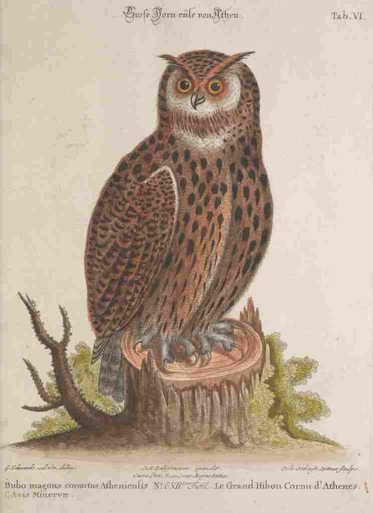 Edwards G 1694 1773 Recueil de Divers Oiseaux Etrangers 1768 Great Owl A4 Photo Print