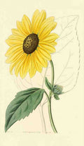 Edwards S 1768 1819 et al Edwards Botanical Register 1815 47 Helianthus A4 Photo Print