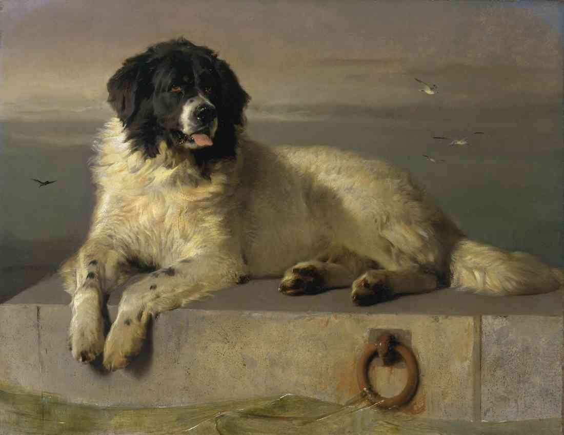 Edwin Henry Landseer a distinguished member of the humane society A4 Photo Print
