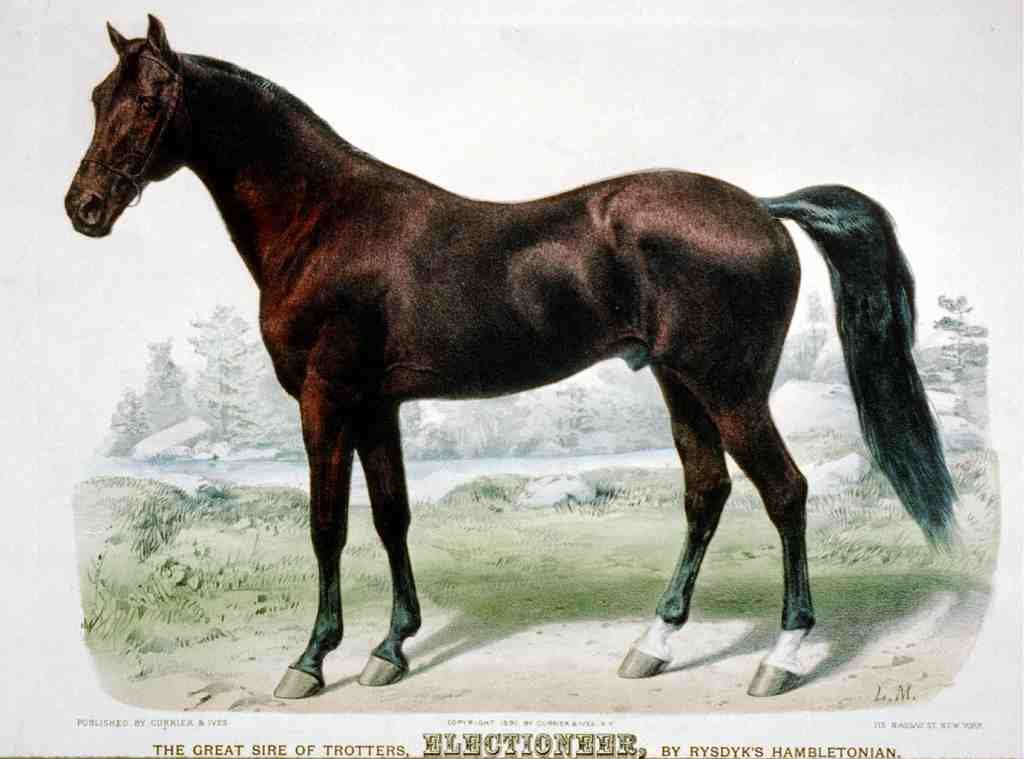 Electioneer Horse 001 Vintage A4 Photo Print
