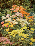 Elgood George S 1851 1943 Old Fashioned Flowers 1906 Early Chrysanthemums A4 Photo Print