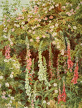 Elgood George S 1851 1943 Old Fashioned Flowers 1906 Fox glove & Dog rose A4 Photo Print