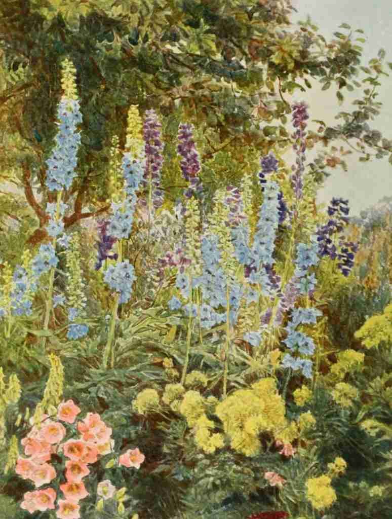 Elgood George S 1851 1943 Old Fashioned Flowers 1906 Larkspur A4 Photo Print