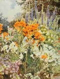Elgood George S 1851 1943 Old Fashioned Flowers 1906 Orange Lilies A4 Photo Print