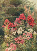 Elgood George S 1851 1943 Some English Gardens 1904 Phlox A4 Photo Print