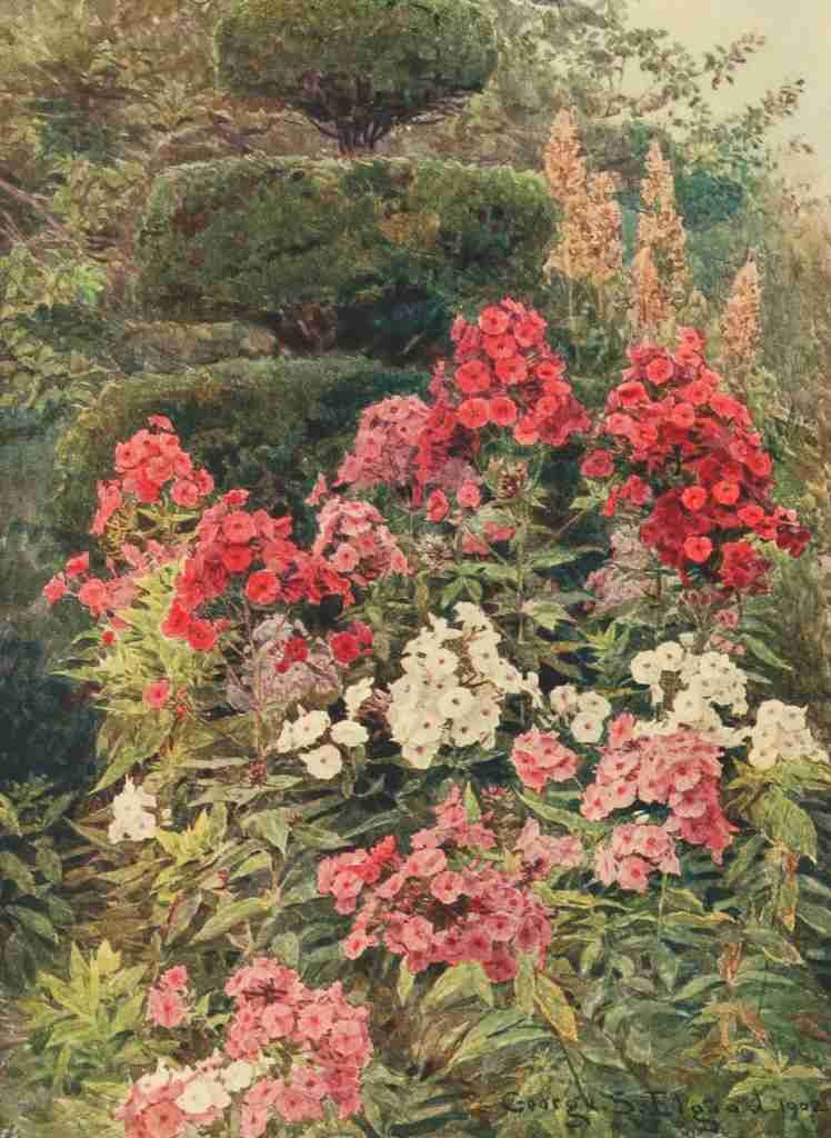 Elgood George S 1851 1943 Some English Gardens 1904 Phlox A4 Photo Print