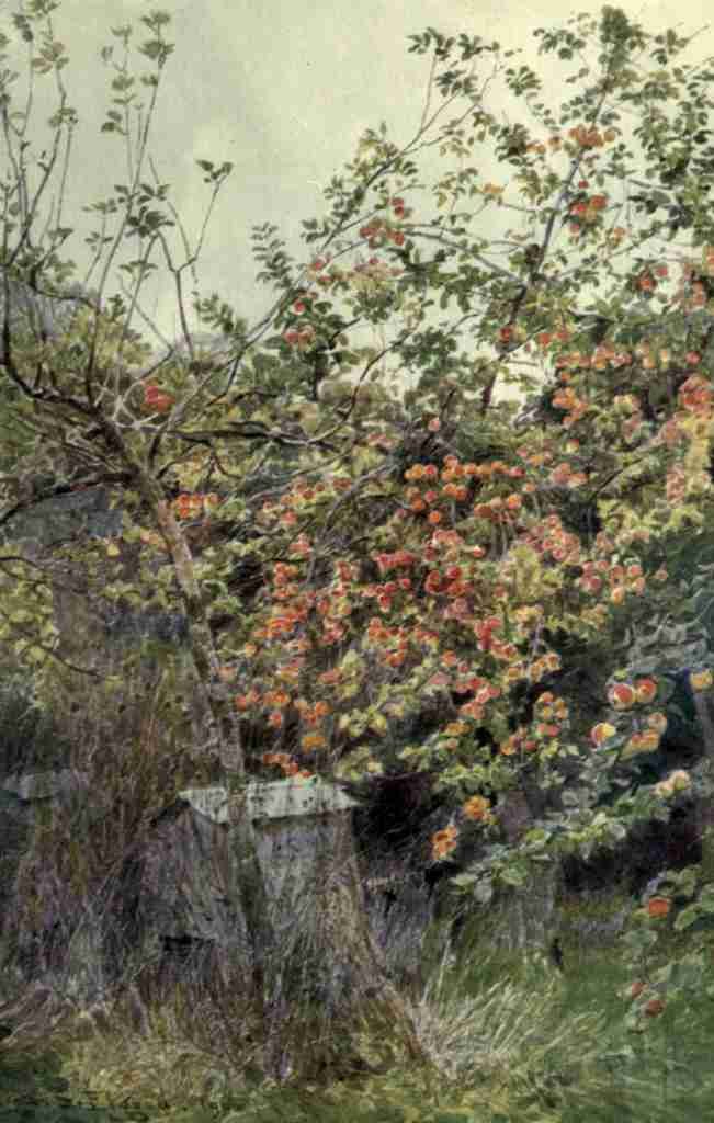 Elgood George S 1851 1943 The Garden that I Love 1906 Apples A4 Photo Print